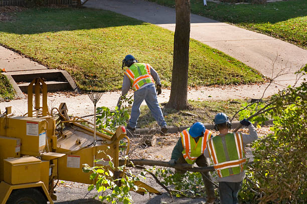 Seasonal Cleanup in Oyster Creek, TX