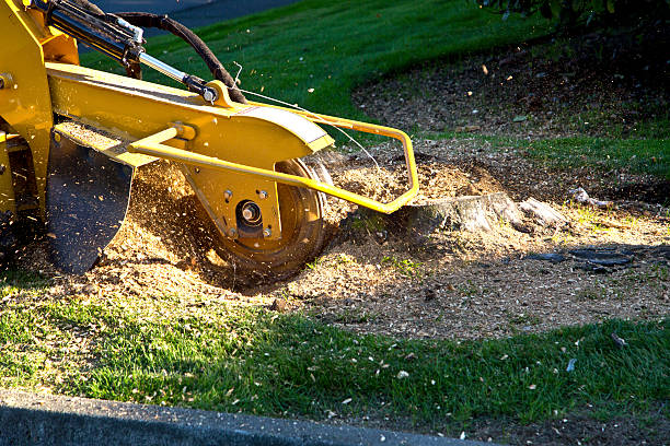 Tree and Shrub Care in Oyster Creek, TX