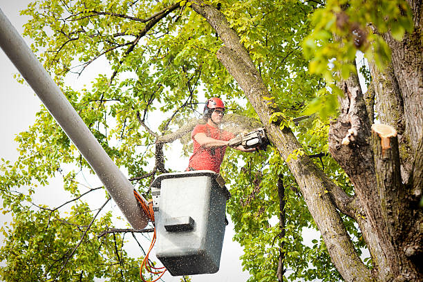 Why Choose Our Tree Removal Services in Oyster Creek, TX?